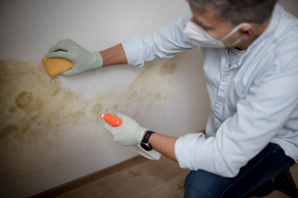 Best Black Mold Removal  in Holiday Valley, OH