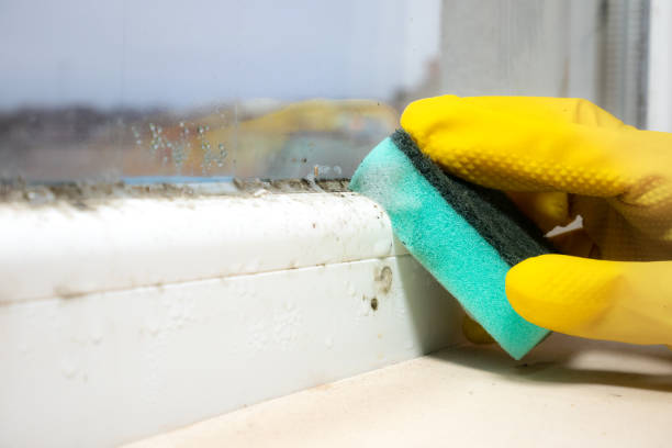 Best Toxic Mold Removal  in Holiday Valley, OH