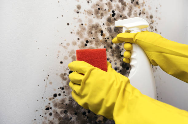 Best Black Mold Removal  in Holiday Valley, OH